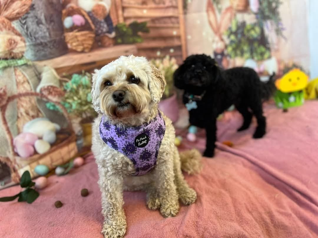Vanity Fur Dog Daycare & Spa - Photo 2
