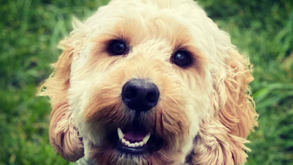 No More Kennels Dog Hotel & Doggy Daycare - Pet Shop in Warrington