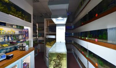 Fish no Fuss - Marine shop - Open By Appointment.