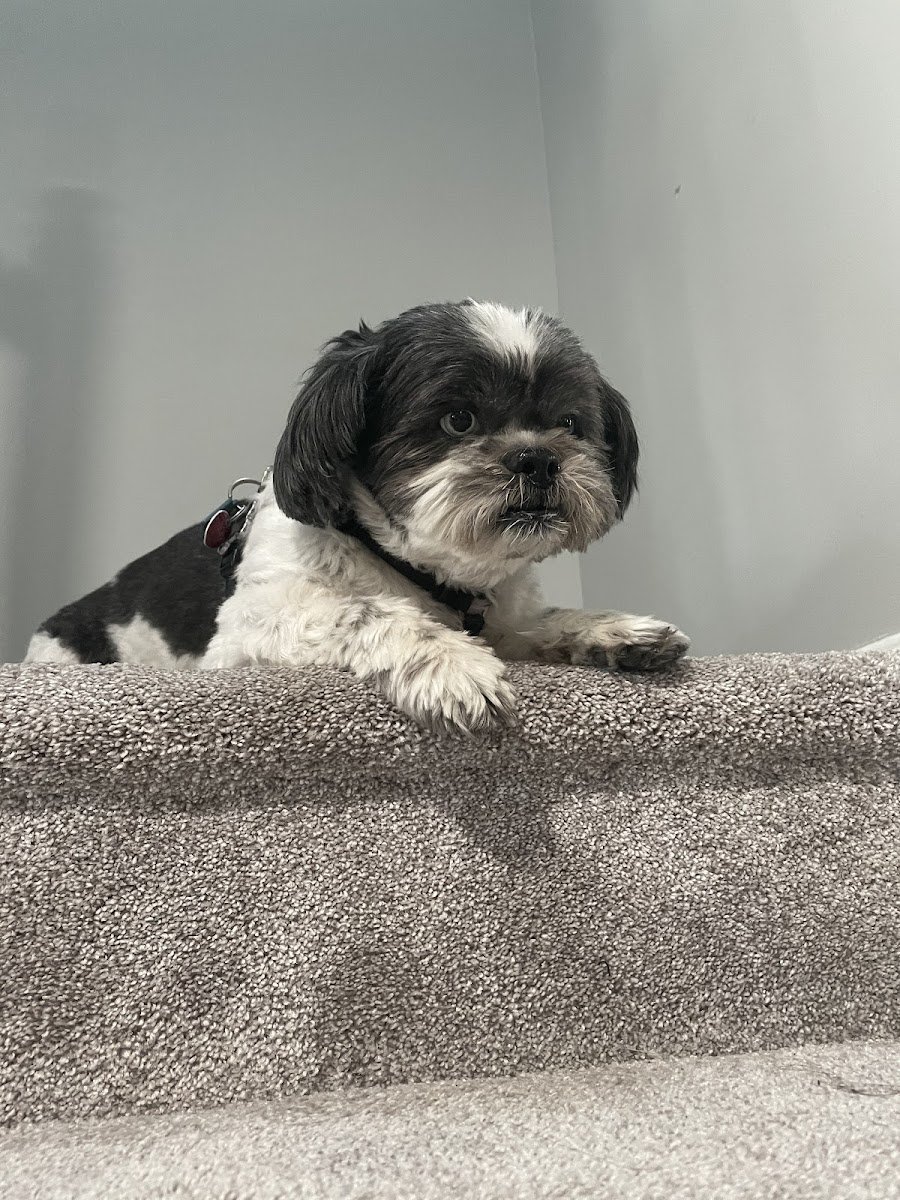 Paw Spa’s Mobile Pet Grooming - Photo 2