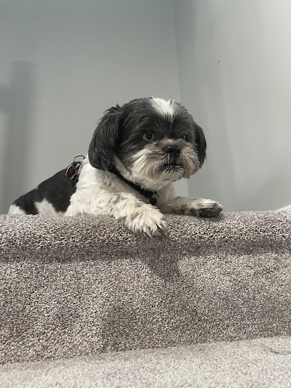 Paw Spa’s Mobile Pet Grooming