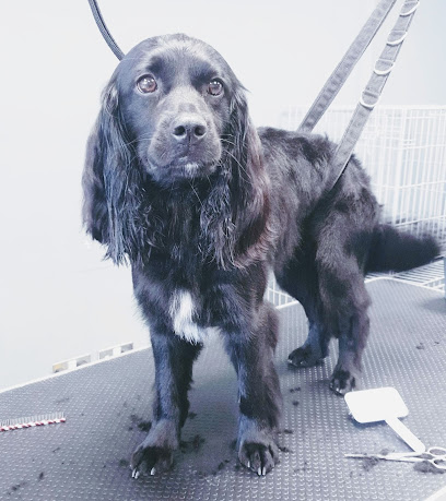 Imperial Grooming - Pet Shop in Manchester