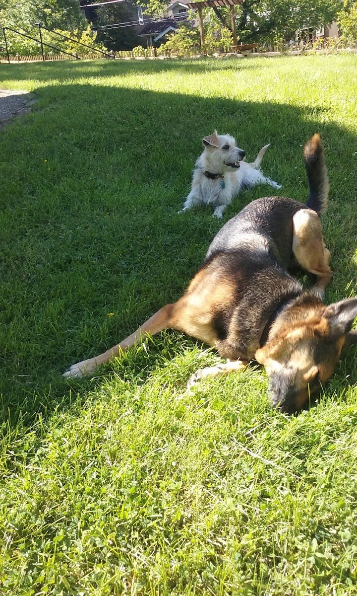 Furry Walks and Wash, LLC - Photo 2