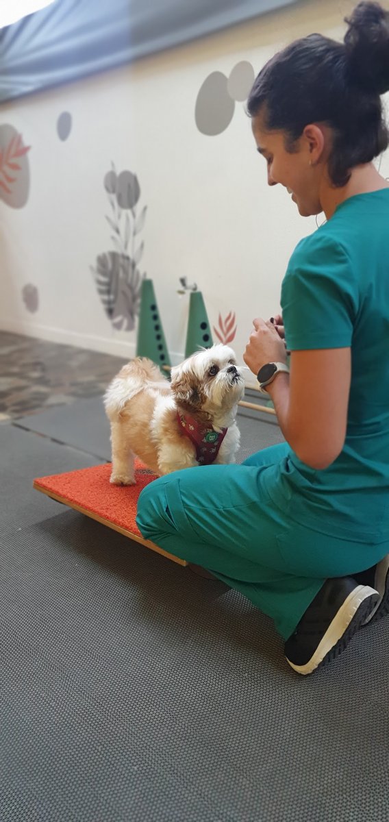 acupuntura veterinaria dor atrose prp