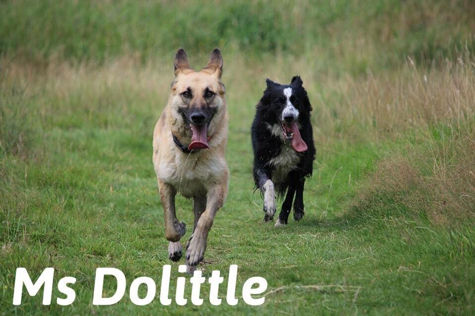 Ms Dolittle Pet Services - Photo 2