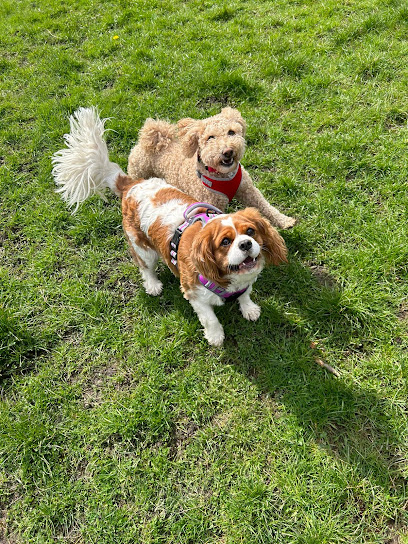 Paws Aboard - Doggie Day Care & Dog Boarding - Pet Shop in Bolton