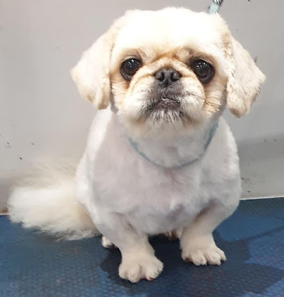 Apollo's Dog Grooming Parlour - Pet Shop in Warrington