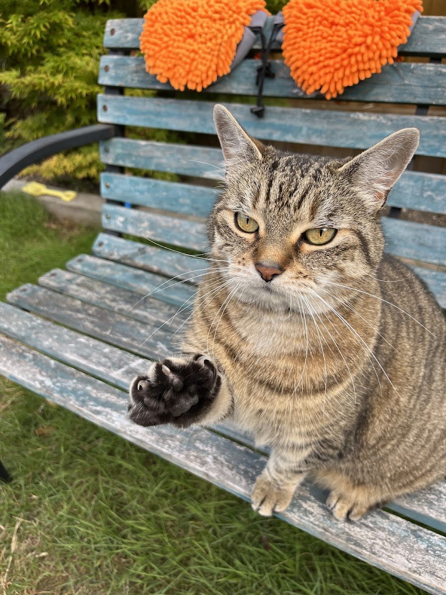 My Whisker Watcher - Photo 2