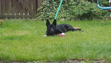 The Tempsy Dog Walker