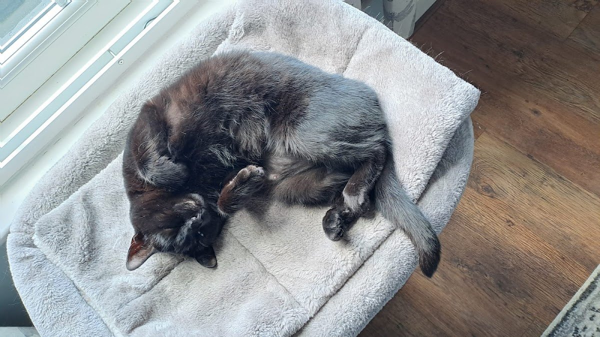 Bonnie Paws - Photo 2