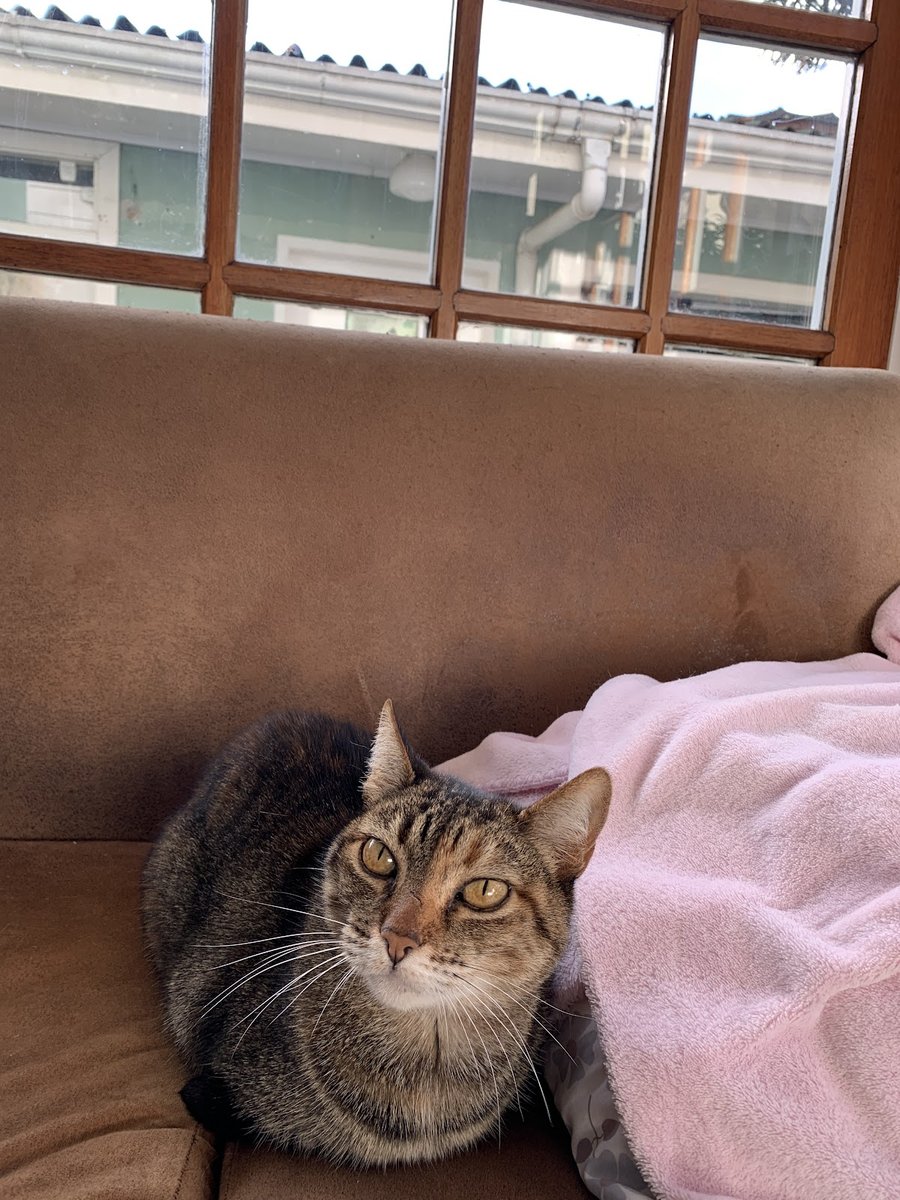 Clínica Veterinária Vida Livre