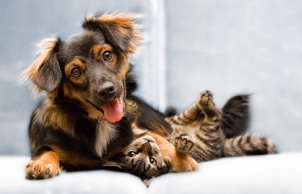 Pet & Property Sitters - Photo 2
