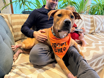 King Veterinary Services