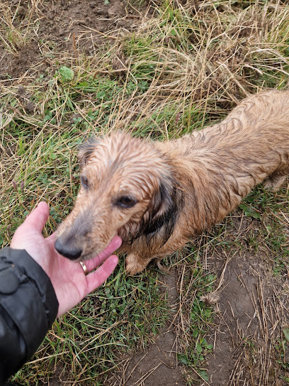 Pooch Patrol Dog Walks