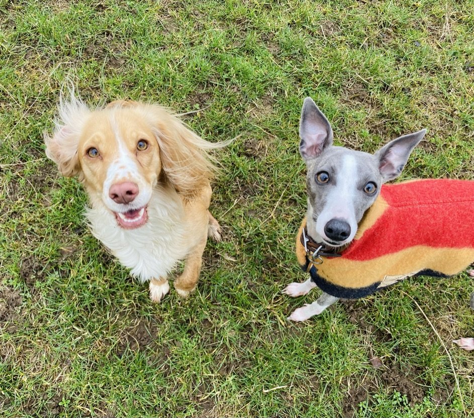 Tatty & Tilly's - Photo 2