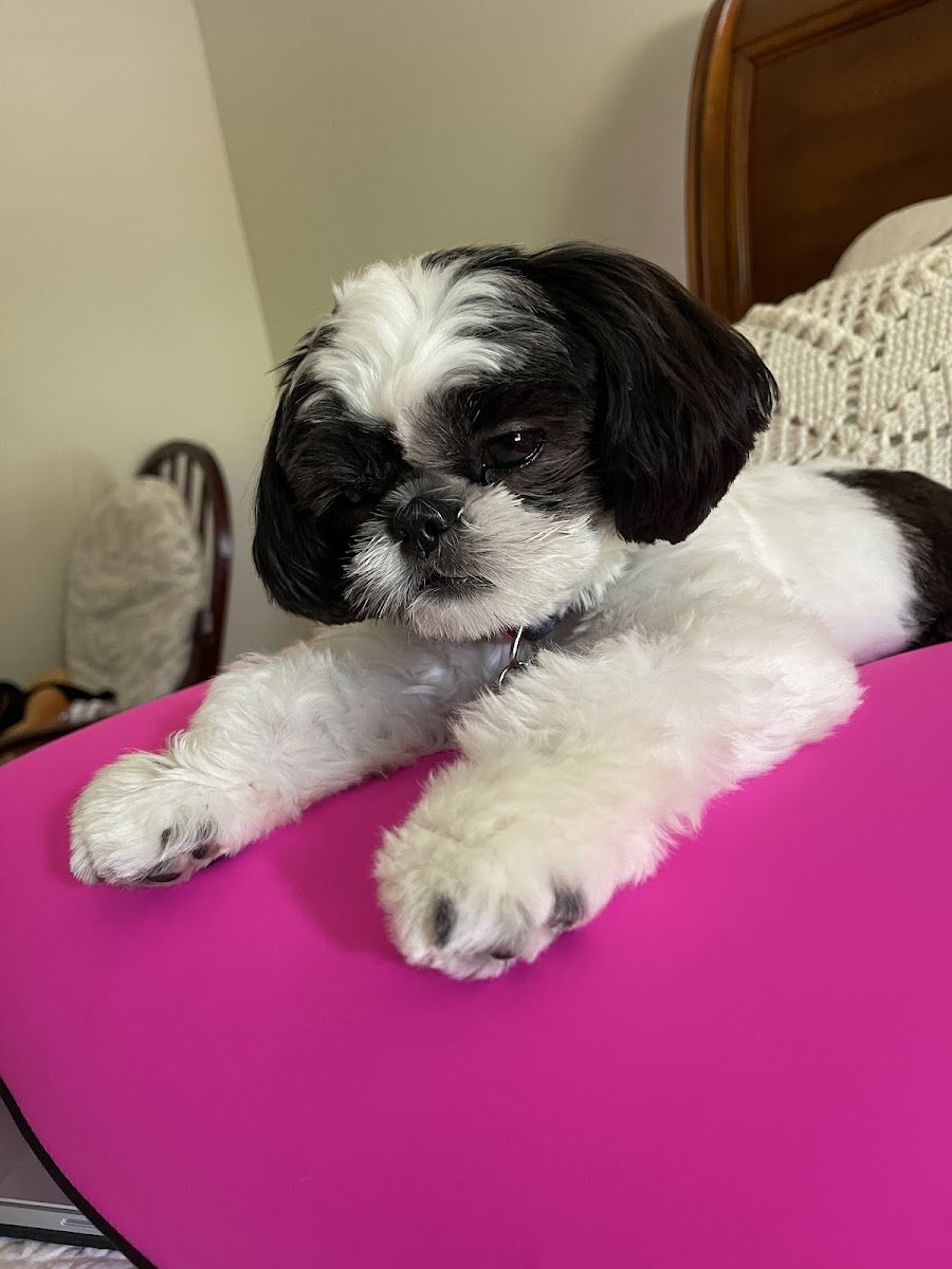 Celma's Pet Grooming - Photo 2