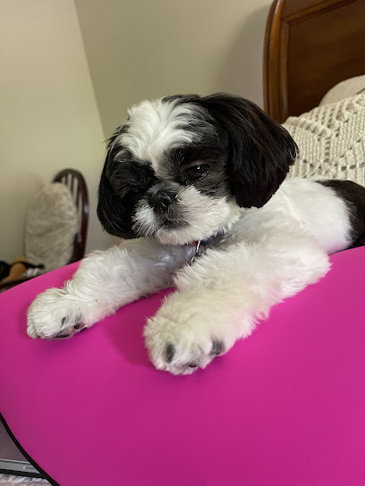 Celma's Pet Grooming