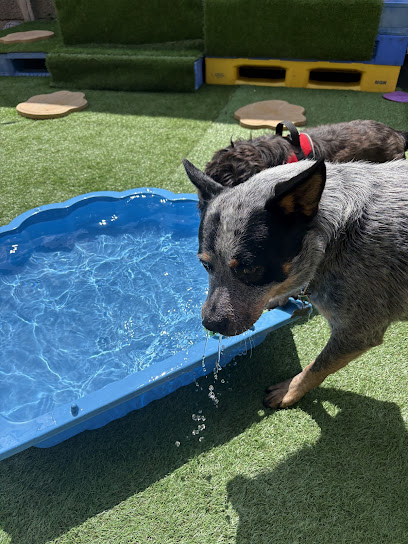 The Social Dog Daycare Kelham Island
