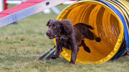 Unleashed Pawtential dog agility training leeds