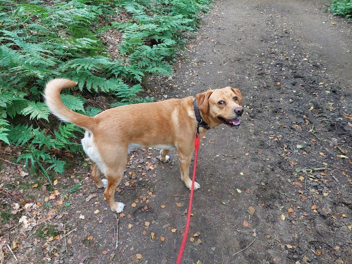 Evans Dog Walking - Photo 2