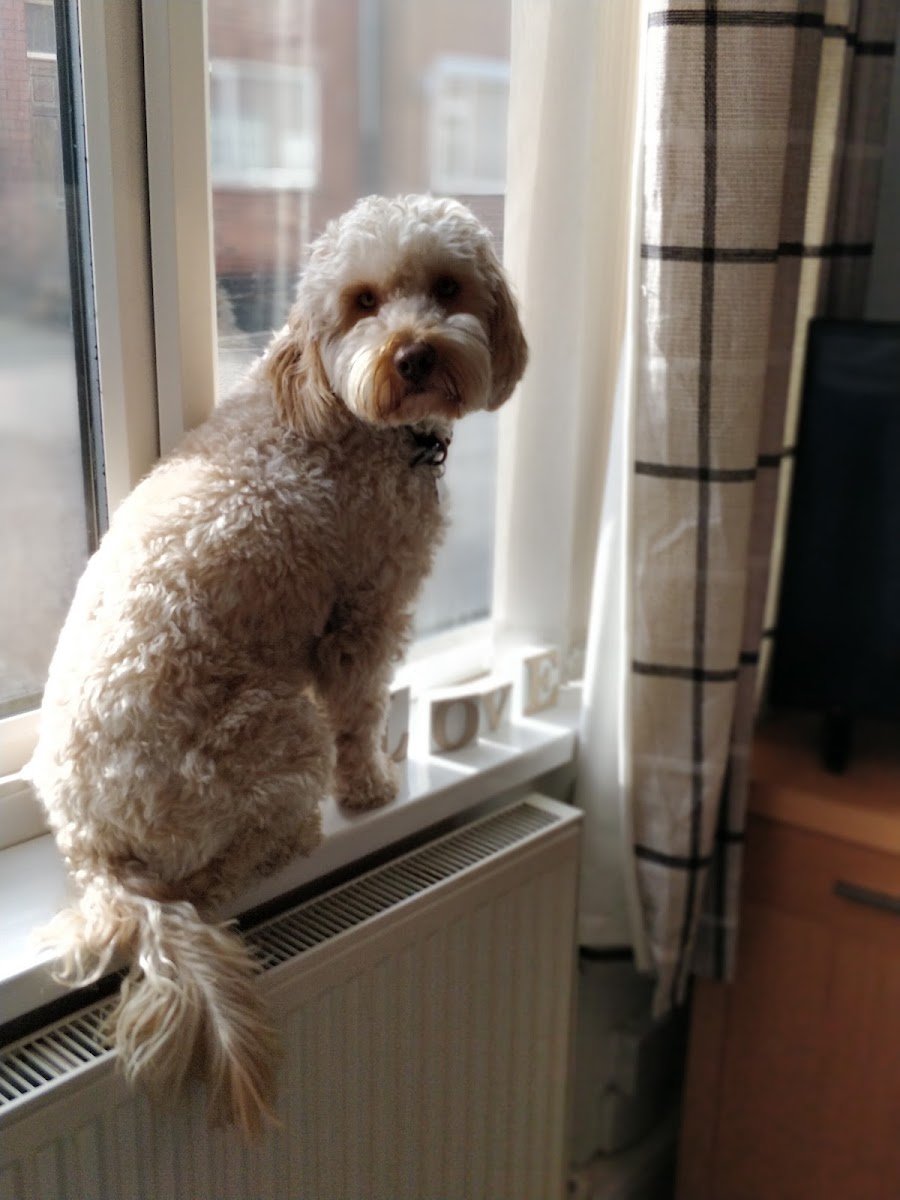 Doggy Digs - Photo 2