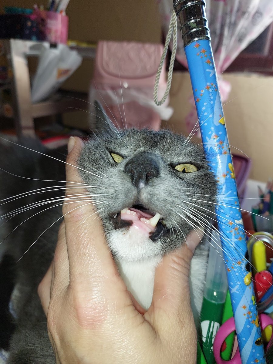 Clínica Veterinária Bicharada