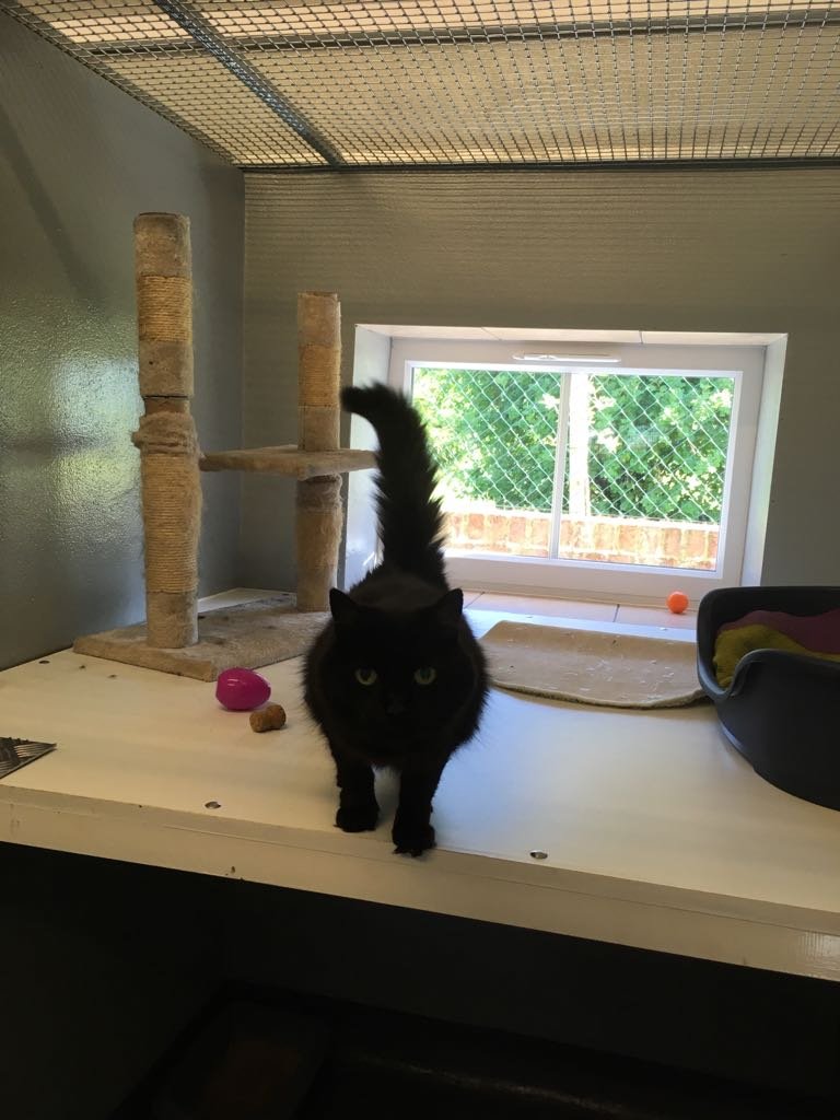 Minskip Cattery - Photo 2