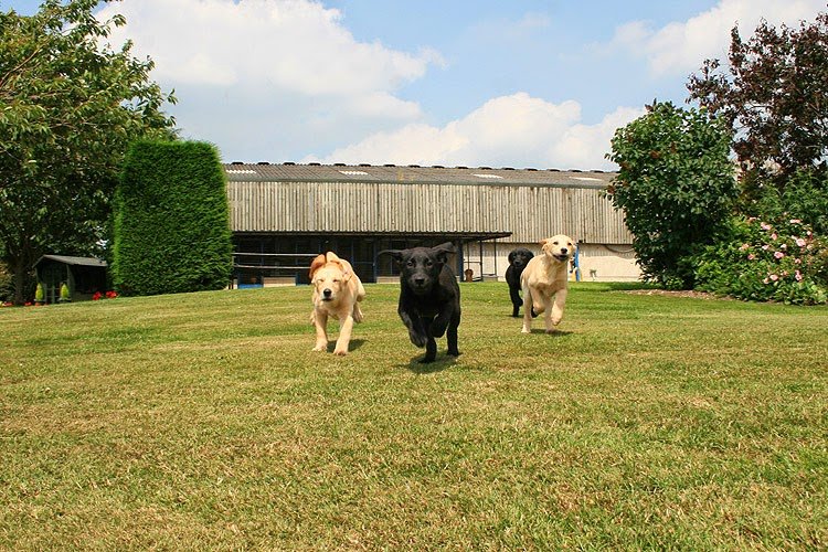 Studforth Boarding Kennels - Photo 2