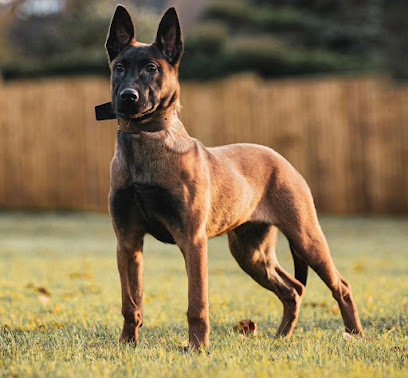 Active K9 - Pet Shop in Bradford