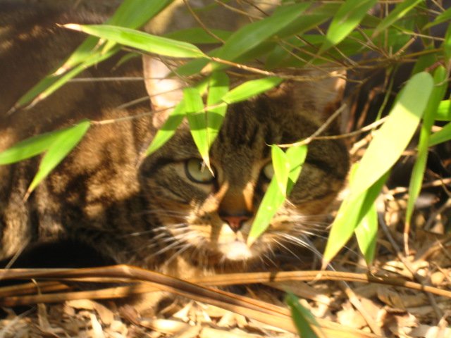 Smart Cats Cattery - Photo 2
