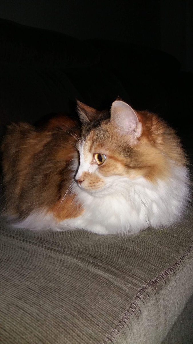 Espaço Animal Clínica Veterinária