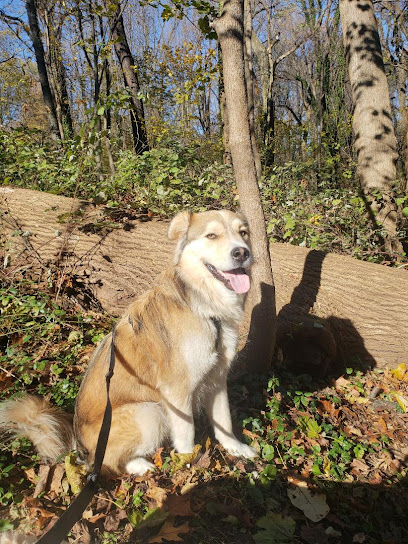 Pant & Wag: DC Dog Adventures and DC Dog Fitness