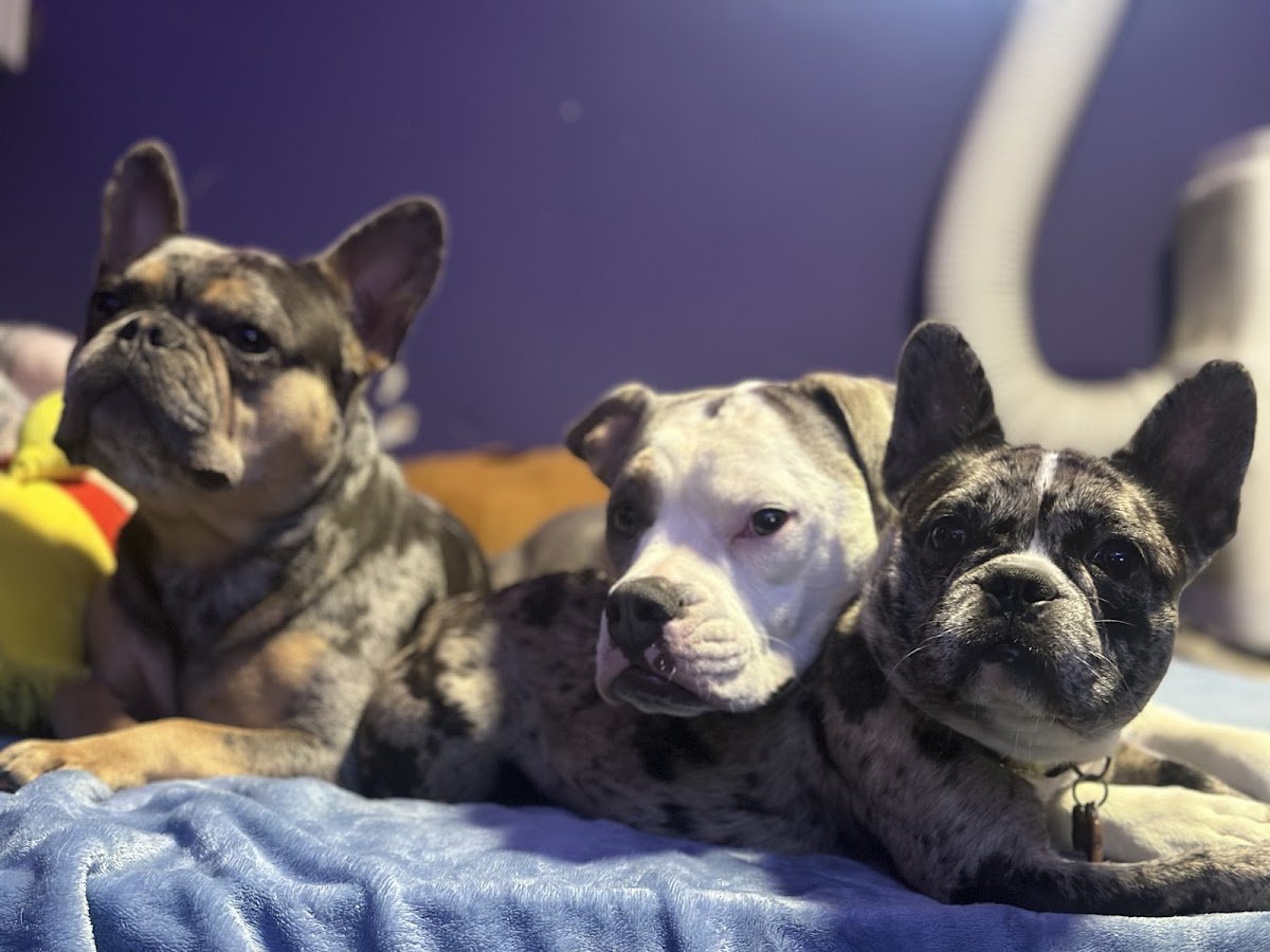 Bella's PAWesome Ohana - Photo 2