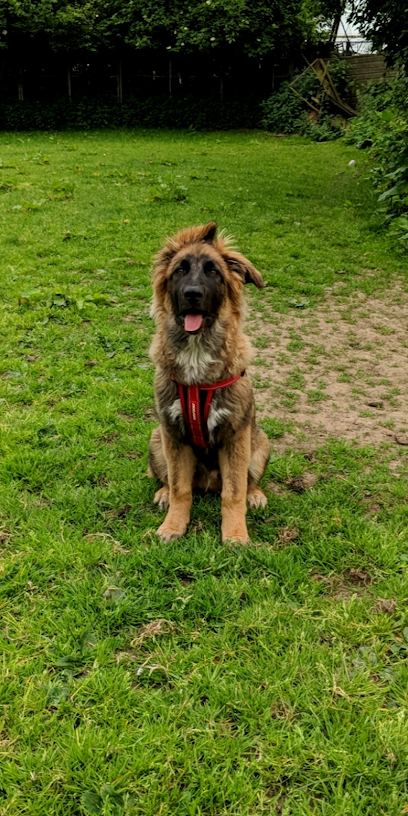 Copmanthorpe Doggy Day Care