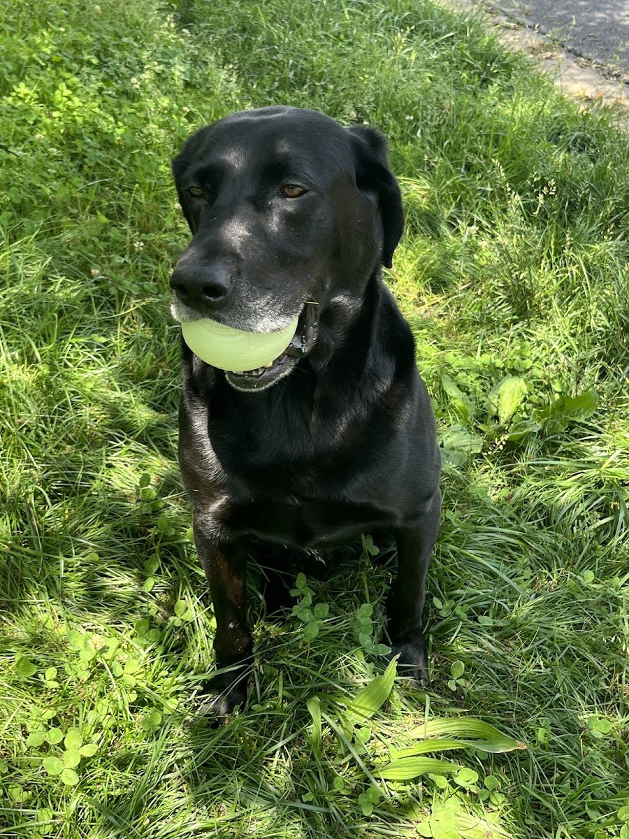 Lu's Labs- Labrador Retriever Rescue - Photo 2