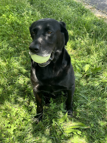 Lu's Labs- Labrador Retriever Rescue