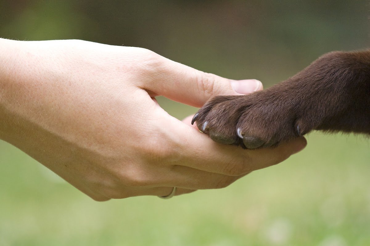 The Pawtastic Pack - Photo 2