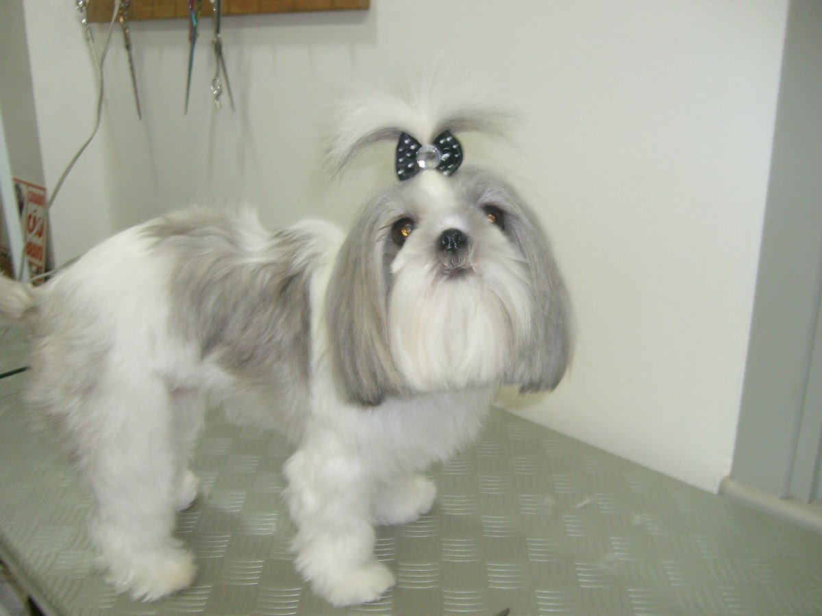 Late & Mia Banho Tosa e Pet Shop