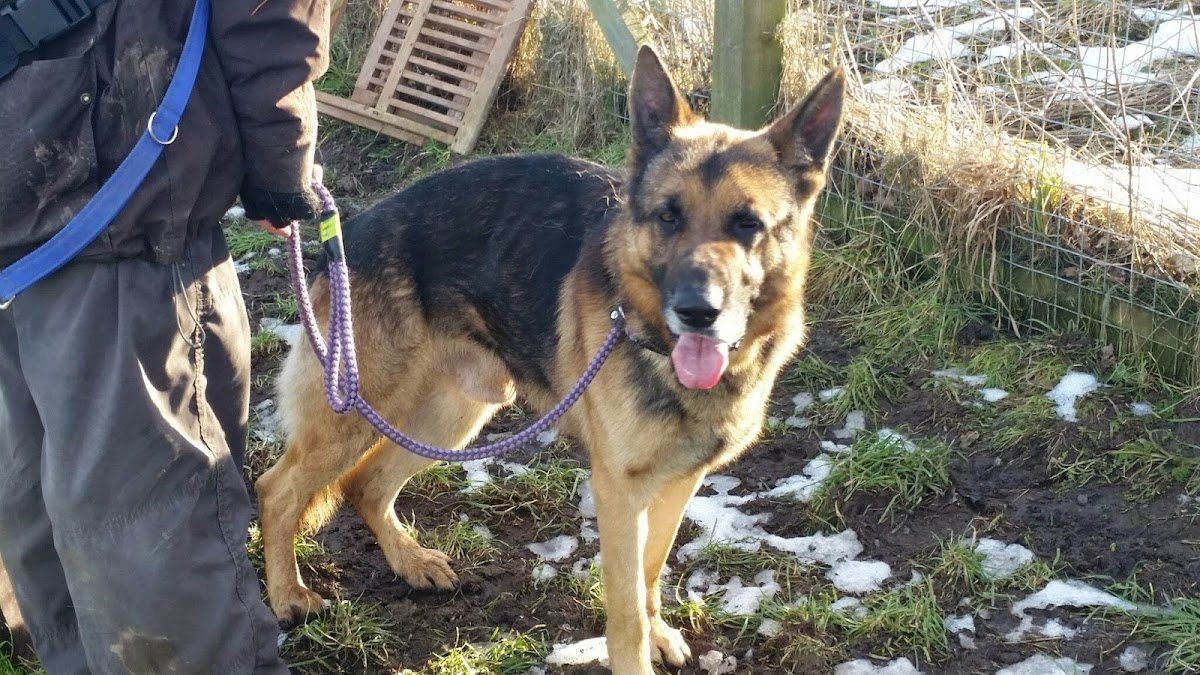 Cliffe Kennels & Rescue - Photo 2