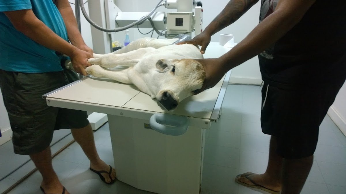 Hospital Veterinário UENF - Pet Shop em Campos dos Goitacazes