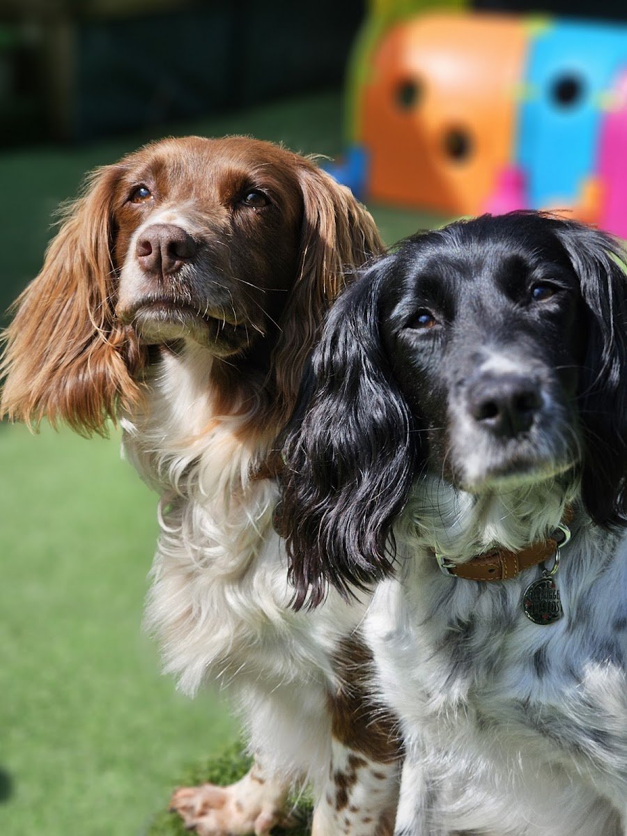 Paws & Pals - Photo 2