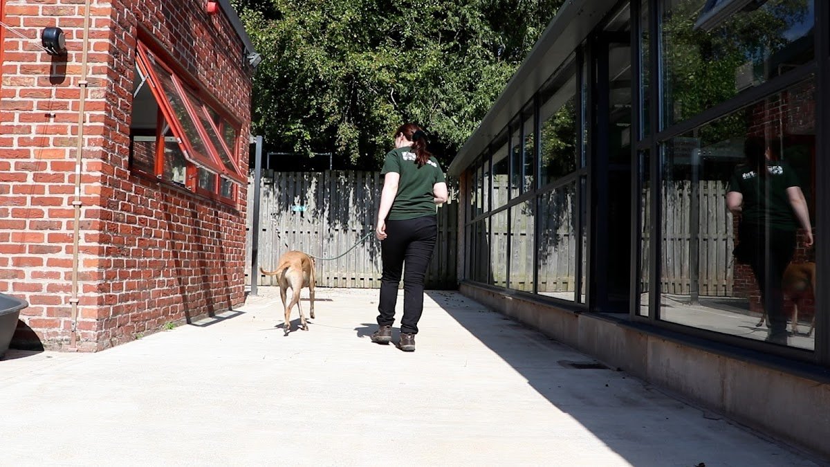 Askham Bryan Dog School and Boarding - Photo 2