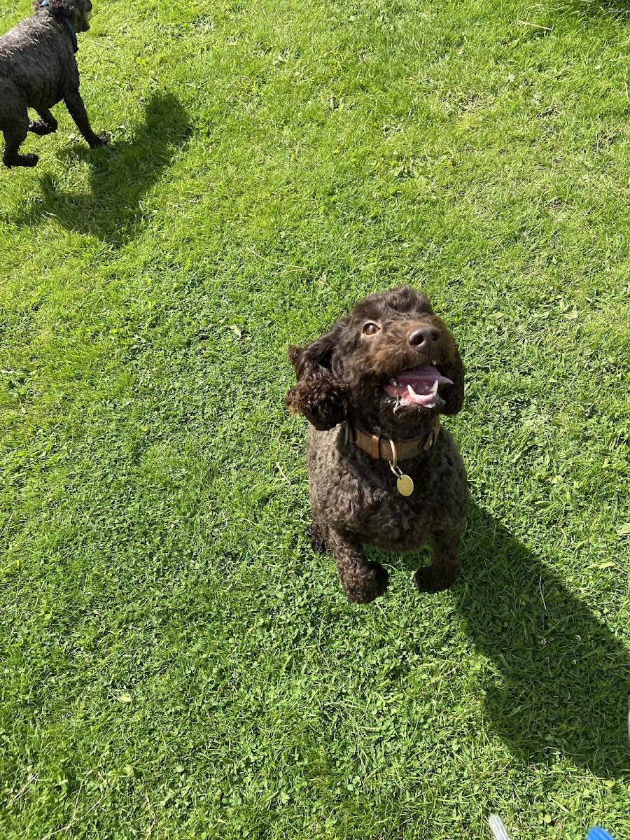 Wags and whiskers pet services - Photo 2