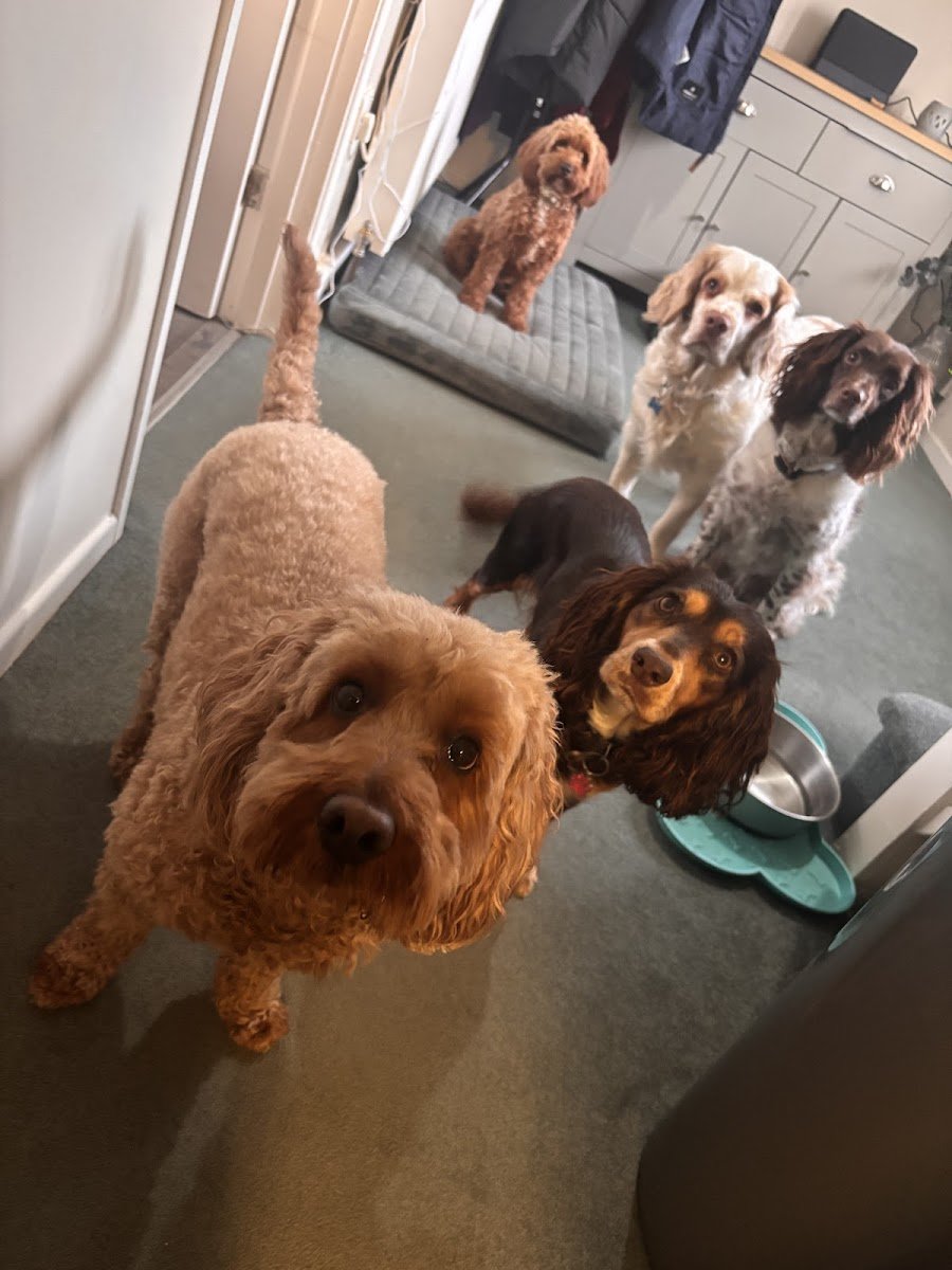 Angram pet services - Photo 2