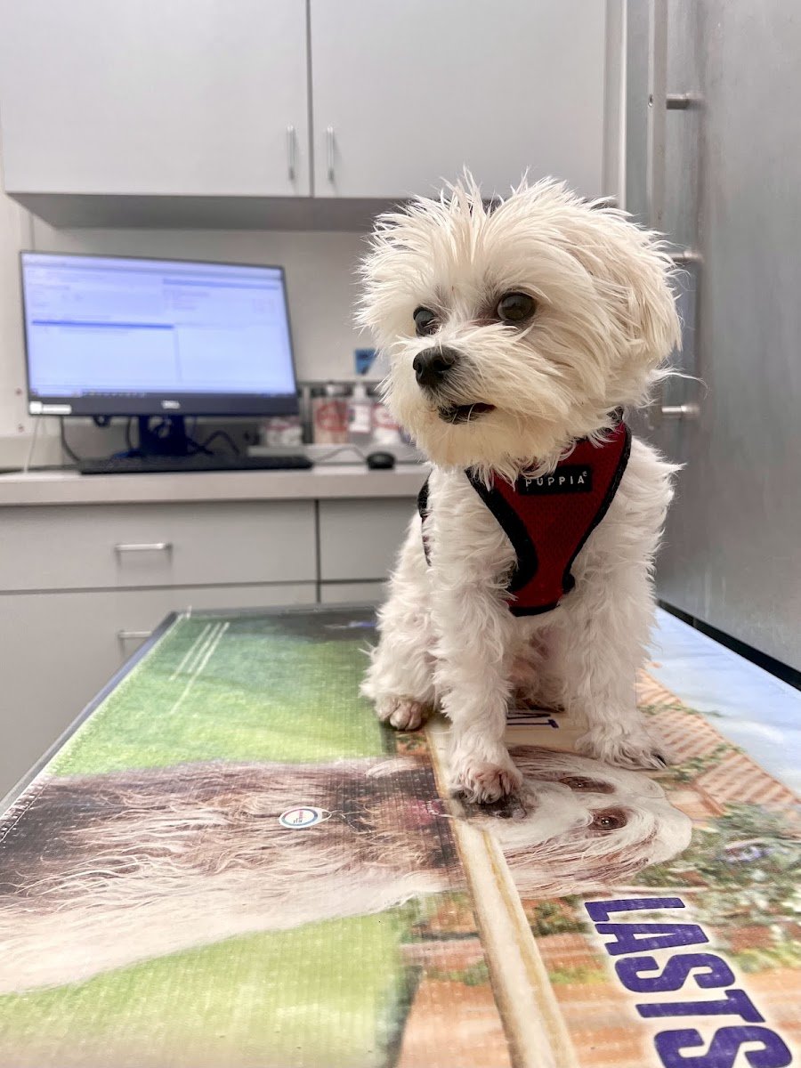 Boston Veterinary Care - Photo 2