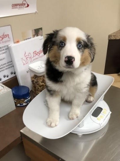 Boston Animal Hospital