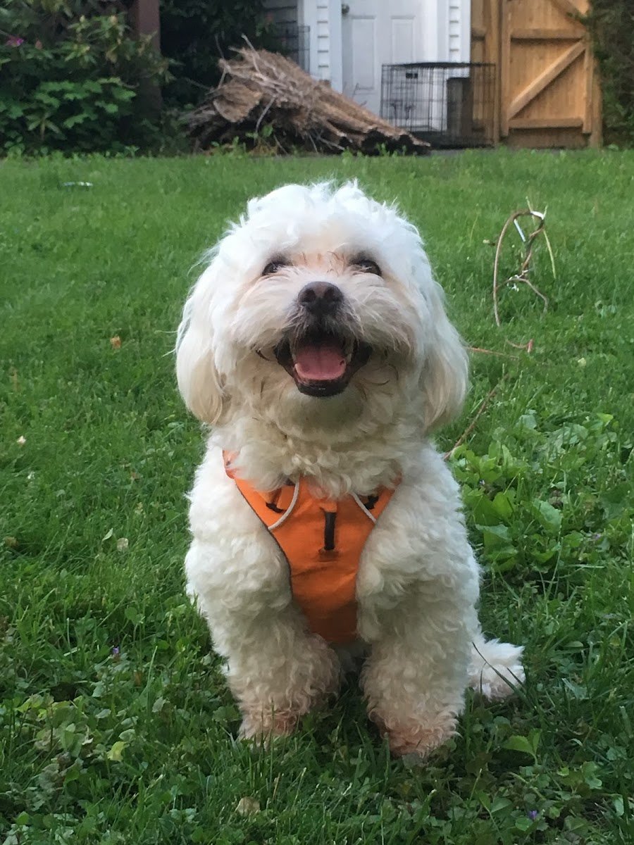 Boston Paws - Photo 2