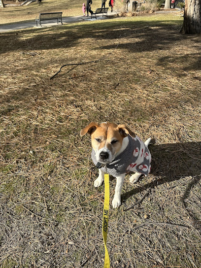 All Dogs Are Good Dogs