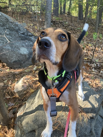 Empawthy Dog Training