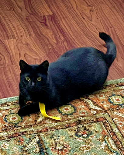 Come Together Animal Clinic